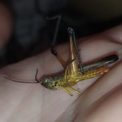 Staurorhectus longicornis