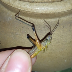 Staurorhectus longicornis