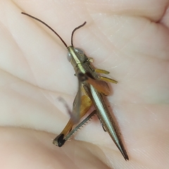 Staurorhectus longicornis