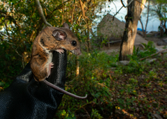 Peromyscus yucatanicus