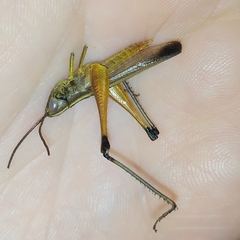 Staurorhectus longicornis