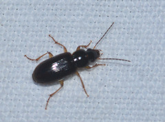Stenolophus ochropezus