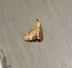 Stemmatophora flavicaput