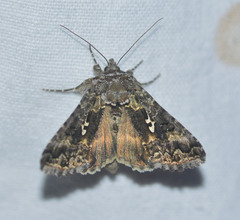 Syngrapha alias
