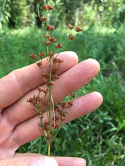 Juncus marginatus