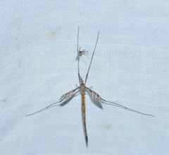 Tipula longiventris