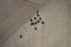 Rhynchonycteris naso