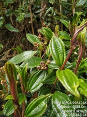 Miconia latifolia