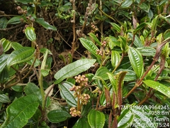Miconia latifolia