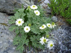 Ranunculus buchananii