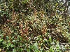 Miconia latifolia