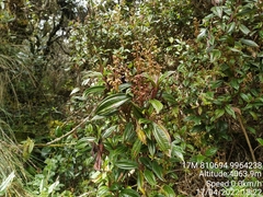 Miconia latifolia