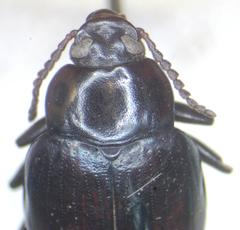 Ceropria versicolor