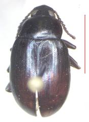 Ceropria versicolor