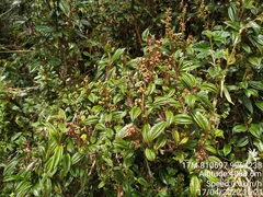 Miconia latifolia