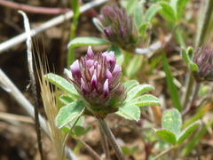 Trifolium macraei