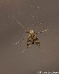 Psectrotanypus dyari