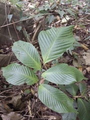 Mickelia pergamentacea
