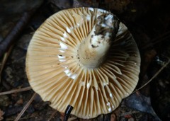 Lactarius subplinthogalus