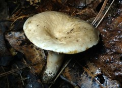 Lactarius subplinthogalus
