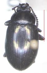 Ceropria induta