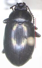Ceropria induta