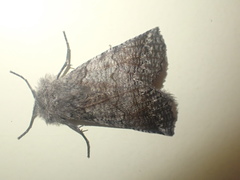Declana griseata