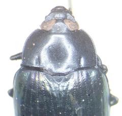 Ceropria induta