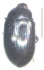 Ceropria induta