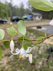 Styrax americanus