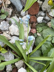 Puschkinia scilloides