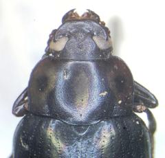 Ceropria versicolor