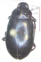 Ceropria versicolor