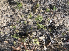 Chorizanthe minutiflora