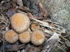 Lacrymaria echiniceps