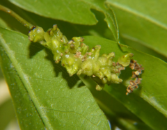 Callirhytis myrtifoliae