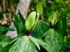 Trillium tennesseense