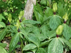 Trillium tennesseense
