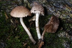 Cystoagaricus hirtosquamulosus