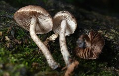 Cystoagaricus hirtosquamulosus
