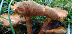 Armillaria luteobubalina