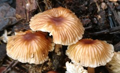 Gymnopus dysodes