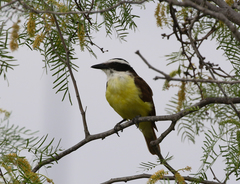 Pitangus sulphuratus