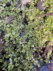 Chrysosplenium americanum