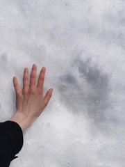 Ursus arctos beringianus