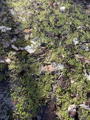 Chrysosplenium americanum