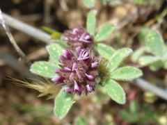 Trifolium macraei