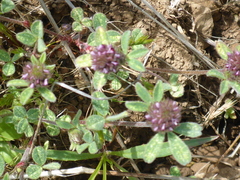 Trifolium macraei