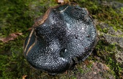 Camarops petersii