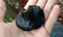 Camarops petersii